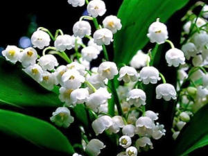 Brin de muguet, défilés et manifestations symbolisent le 1er mai. Fête du travail : le 1er mai.