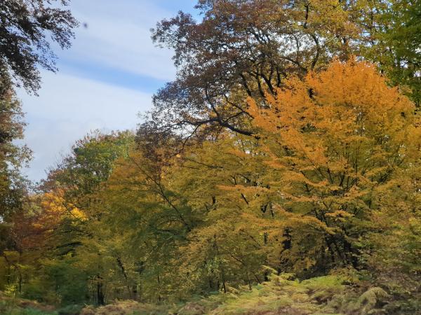Changement de saison : couleur d'automne